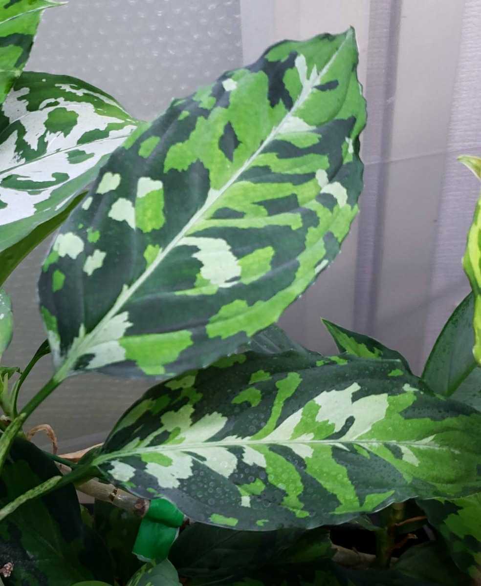 アグラオネマ ピクタム 【TK便】 観葉植物