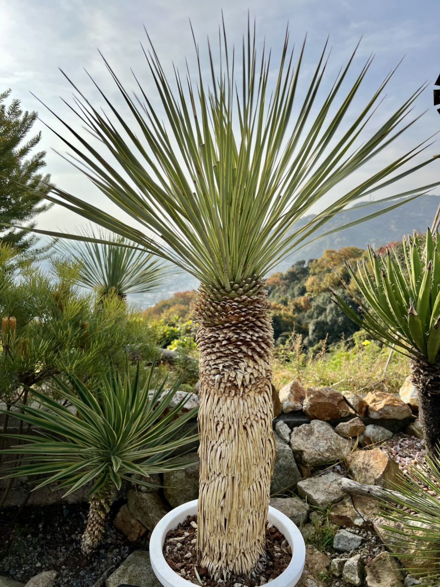 ユッカロストラータ 太株 (な) ユッカ ロストラータ Yucca rostrata③ 大株 太株 ロストラータ ユッカ