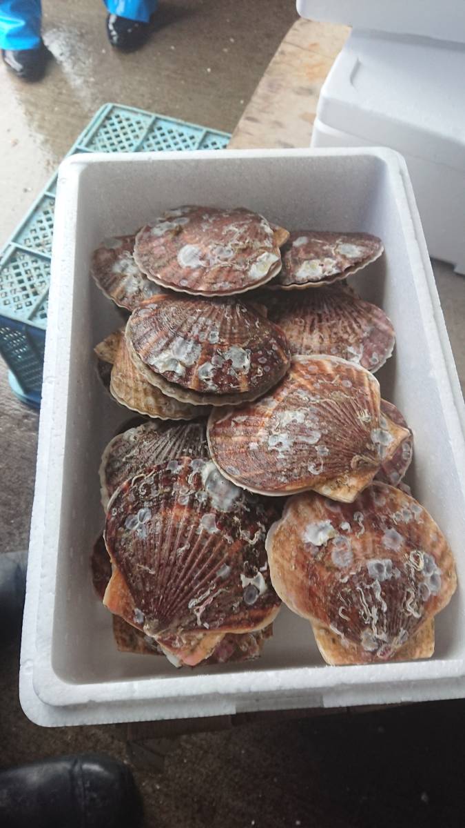 23　津軽海峡産　養殖活ホタテ３年物　10ｋｇ