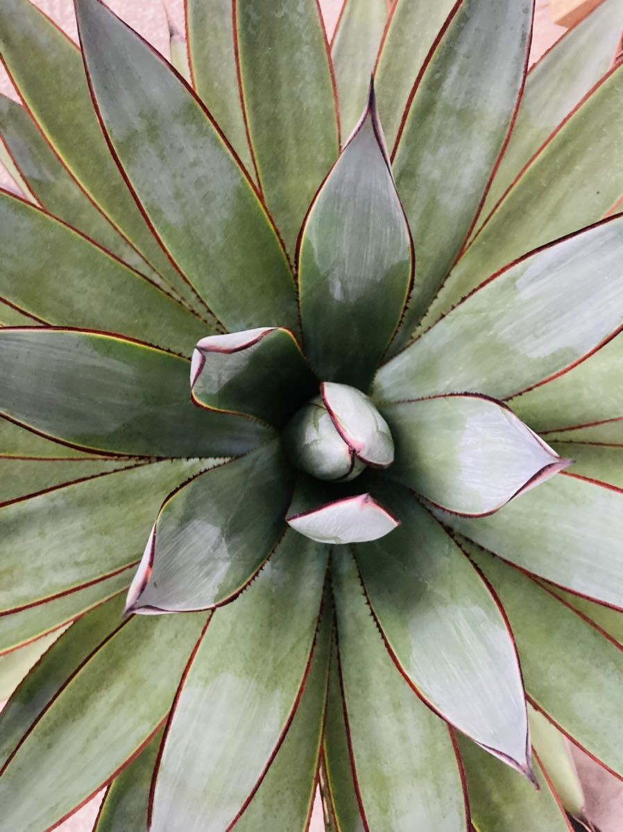 大株「アガベ ブルーグロー」オカヒー × アテナータagave 観葉植物