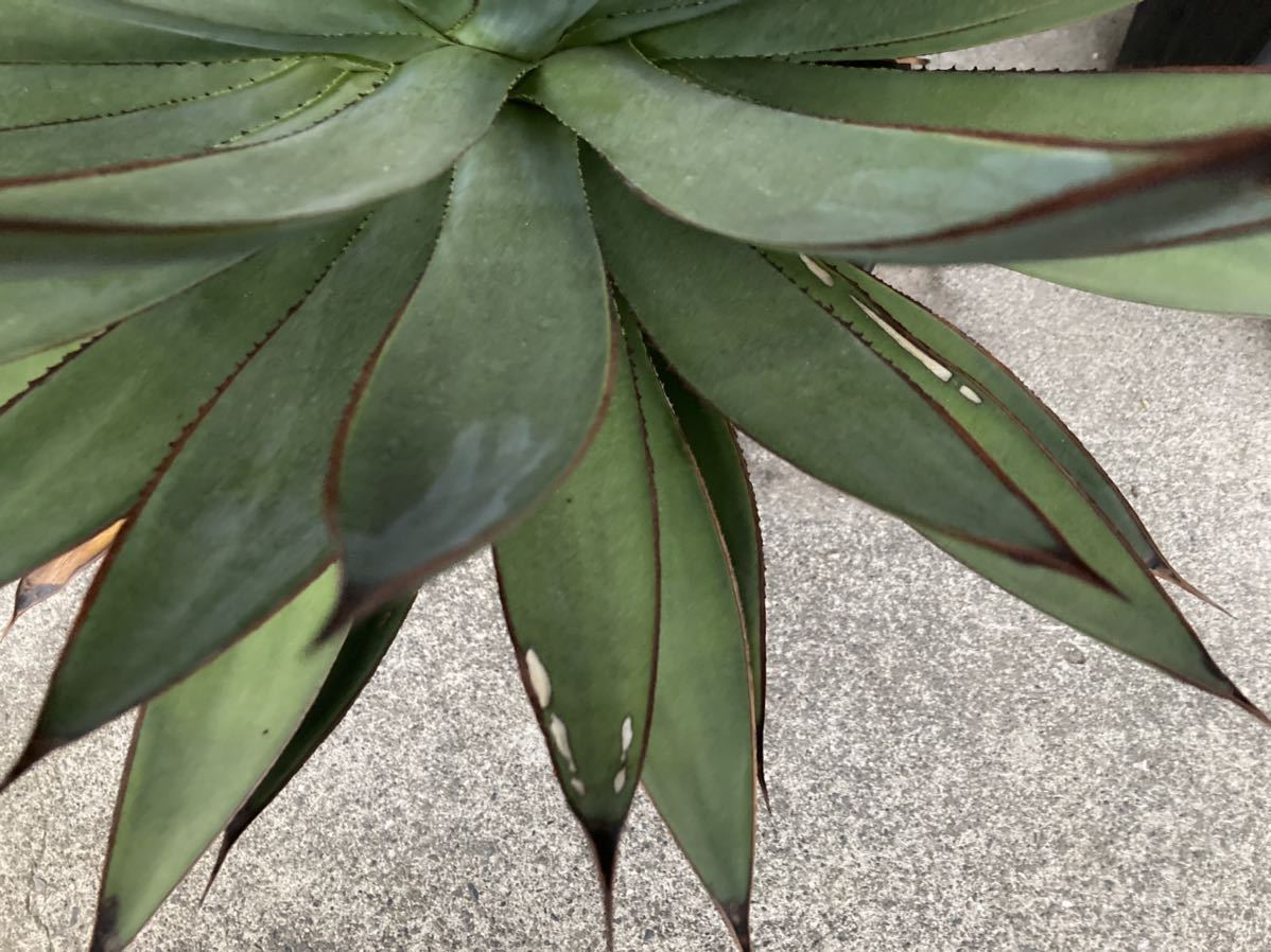 大株「アガベ ブルーグロー」オカヒー × アテナータagave 観葉植物