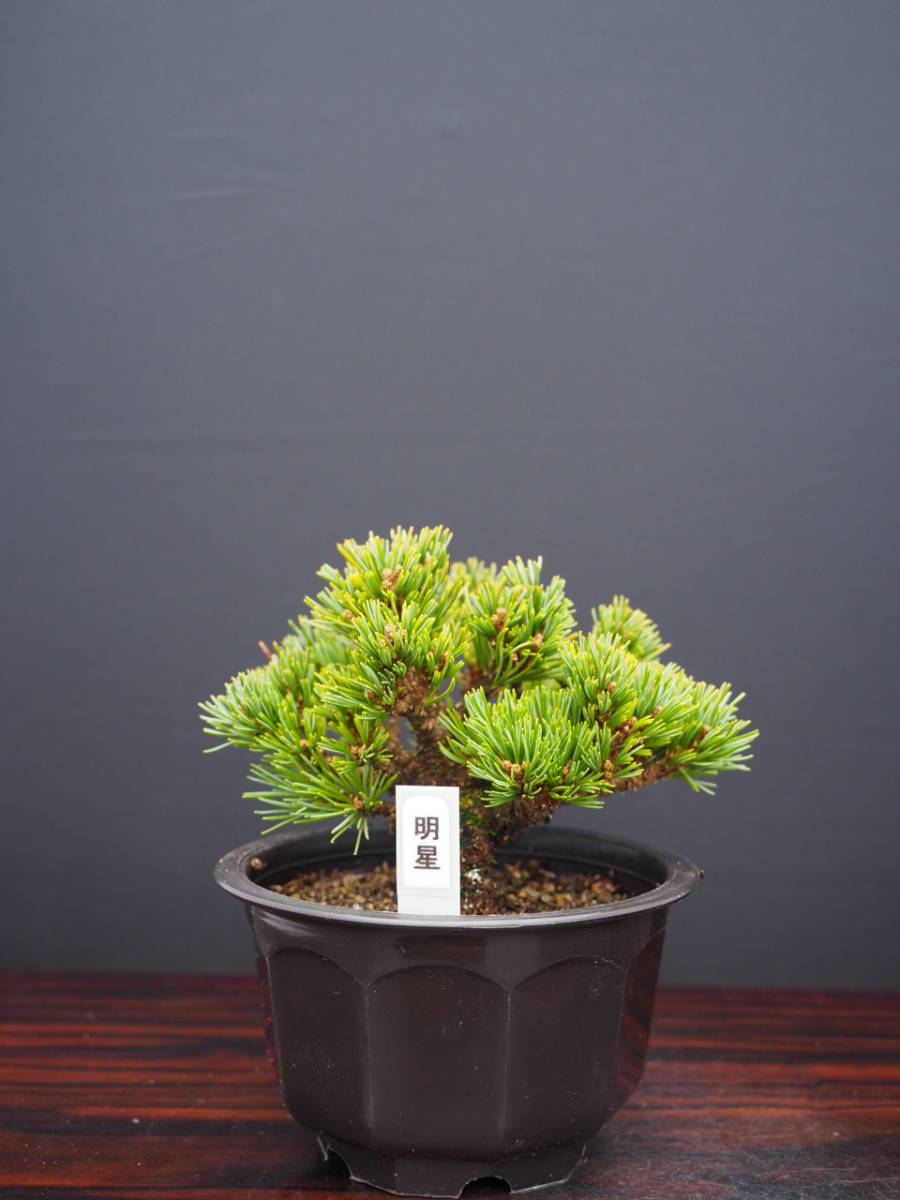 八つ房五葉松 明星 観葉植物 【公式通販】