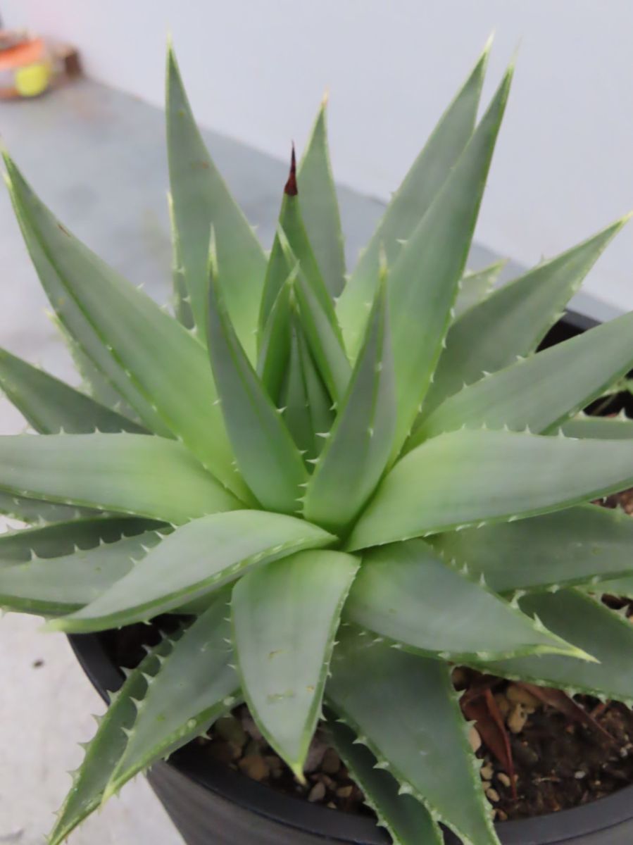 aloe様 ALOEさま専用 CATEGORY ALOE | カトーエンゲー東京