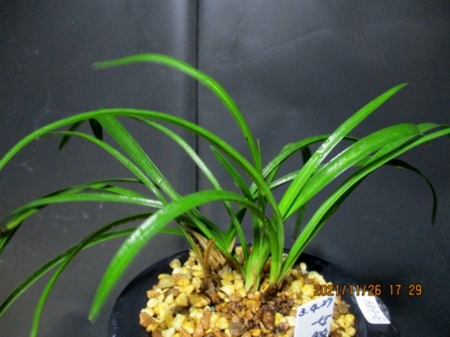 日本春蘭 女雛 5本 №3-688 韓国春蘭 中国春蘭 山野草 エビネ(