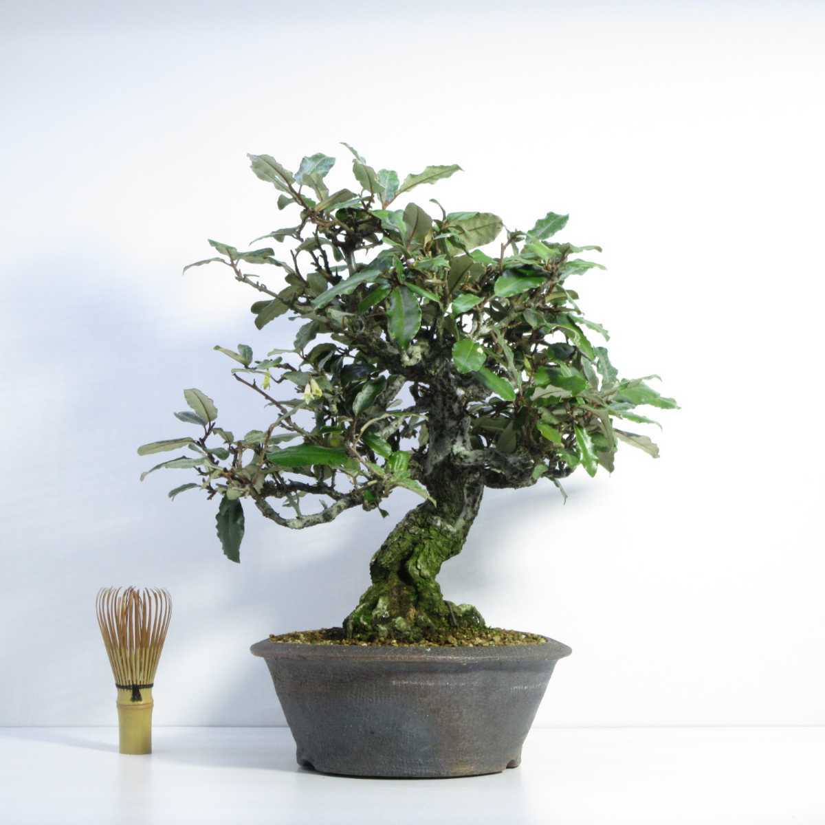 雑木 盆栽 盆栽 貴風盆栽 実物盆栽 太幹盆栽素材 寒茱萸 グミ ぐみの木 盆栽 売買されたオークション情報 Yahooの商品情報をアーカイブ公開 オークファン Aucfan Com