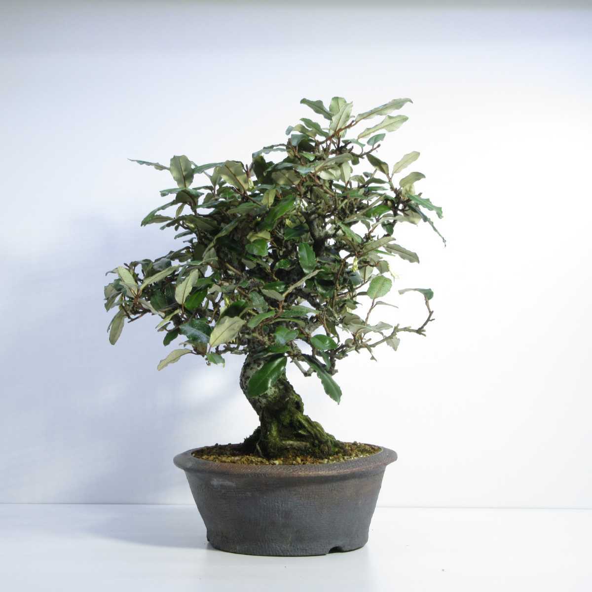 雑木 盆栽 盆栽 貴風盆栽 実物盆栽 太幹盆栽素材 寒茱萸 グミ ぐみの木 盆栽 売買されたオークション情報 Yahooの商品情報をアーカイブ公開 オークファン Aucfan Com