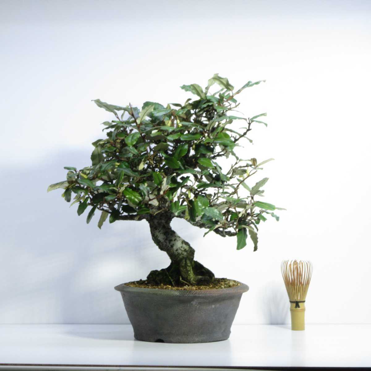 雑木 盆栽 盆栽 貴風盆栽 実物盆栽 太幹盆栽素材 寒茱萸 グミ ぐみの木 盆栽 売買されたオークション情報 Yahooの商品情報をアーカイブ公開 オークファン Aucfan Com