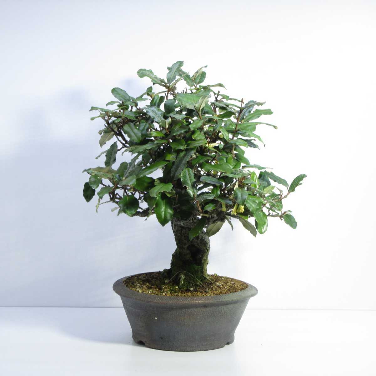 雑木 盆栽 盆栽 貴風盆栽 実物盆栽 太幹盆栽素材 寒茱萸 グミ ぐみの木 盆栽 売買されたオークション情報 Yahooの商品情報をアーカイブ公開 オークファン Aucfan Com