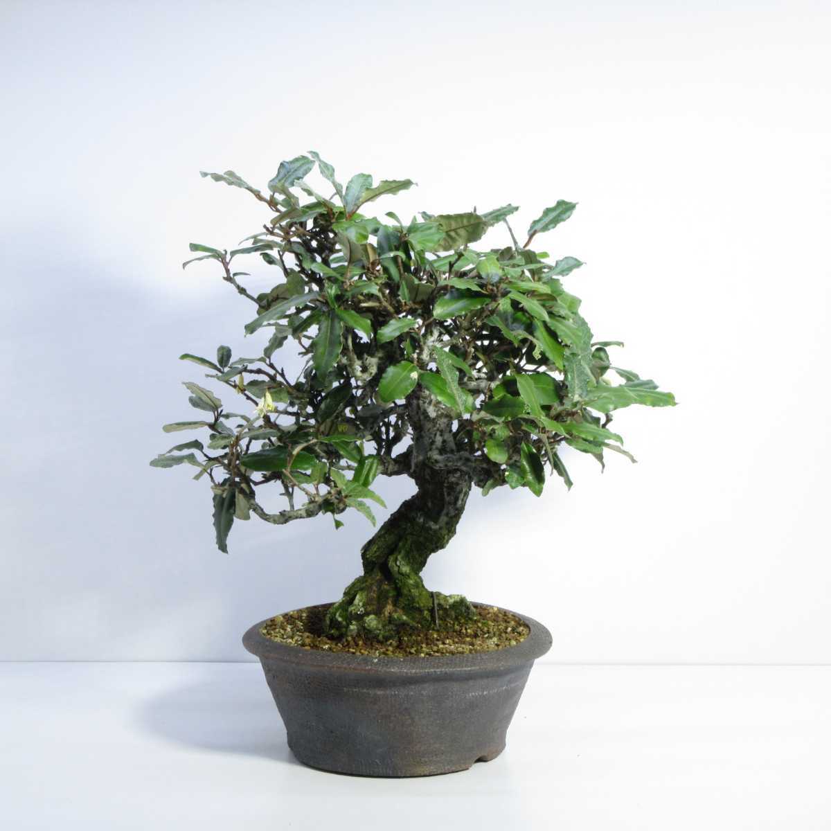 雑木 盆栽 盆栽 貴風盆栽 実物盆栽 太幹盆栽素材 寒茱萸 グミ ぐみの木 盆栽 売買されたオークション情報 Yahooの商品情報をアーカイブ公開 オークファン Aucfan Com