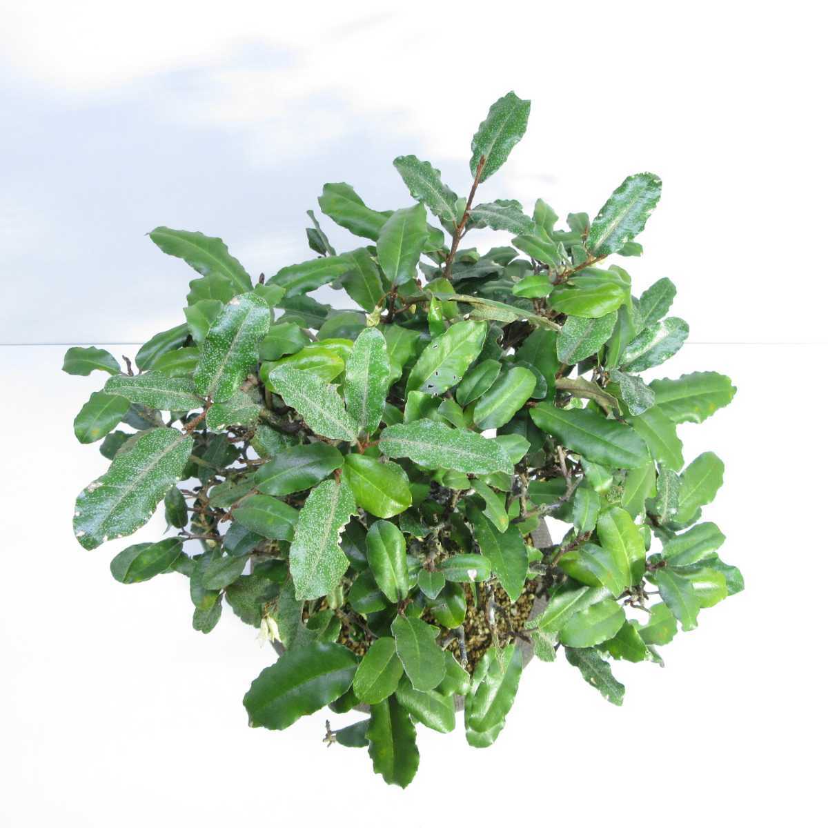 雑木 盆栽 盆栽 貴風盆栽 実物盆栽 太幹盆栽素材 寒茱萸 グミ ぐみの木 盆栽 売買されたオークション情報 Yahooの商品情報をアーカイブ公開 オークファン Aucfan Com