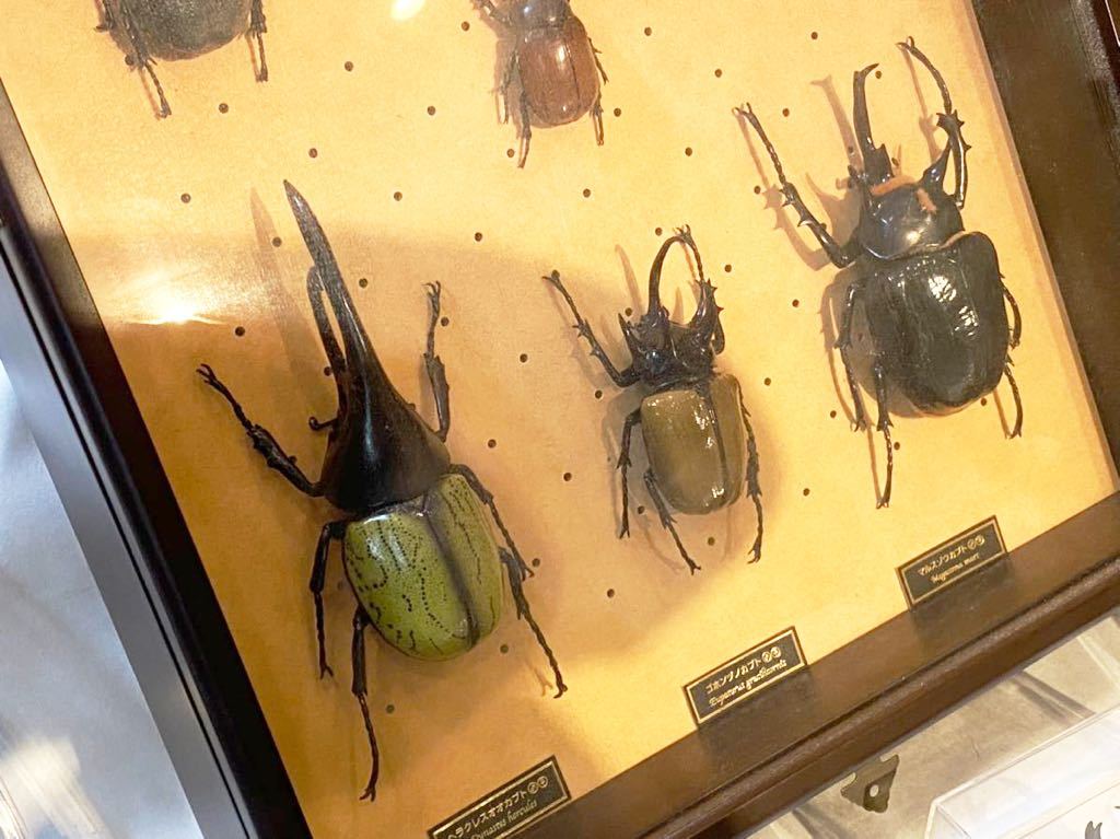 2990 ディアゴスティーニ 世界の昆虫 模型 フィギュア 62体セット