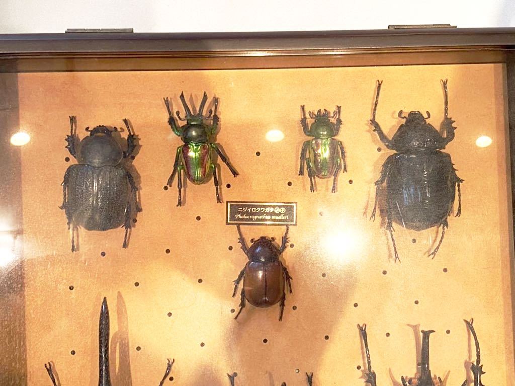 2990 ディアゴスティーニ 世界の昆虫 模型 フィギュア 62体セット