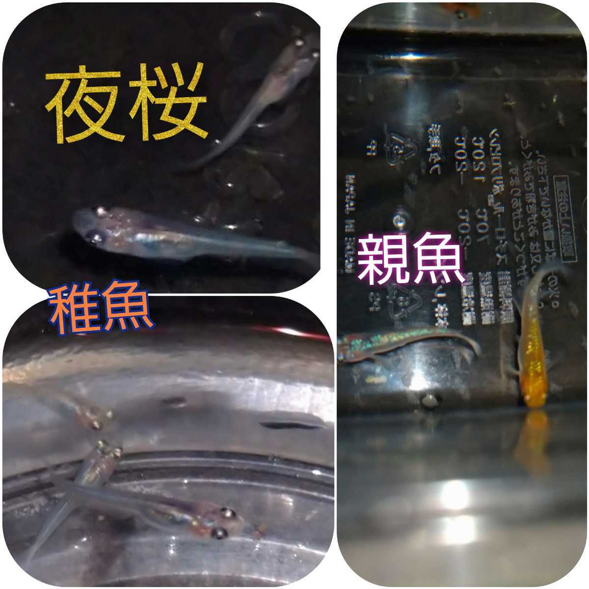 高品質 夜桜ブルー メダカ 稚魚10匹 Shipsctc Org