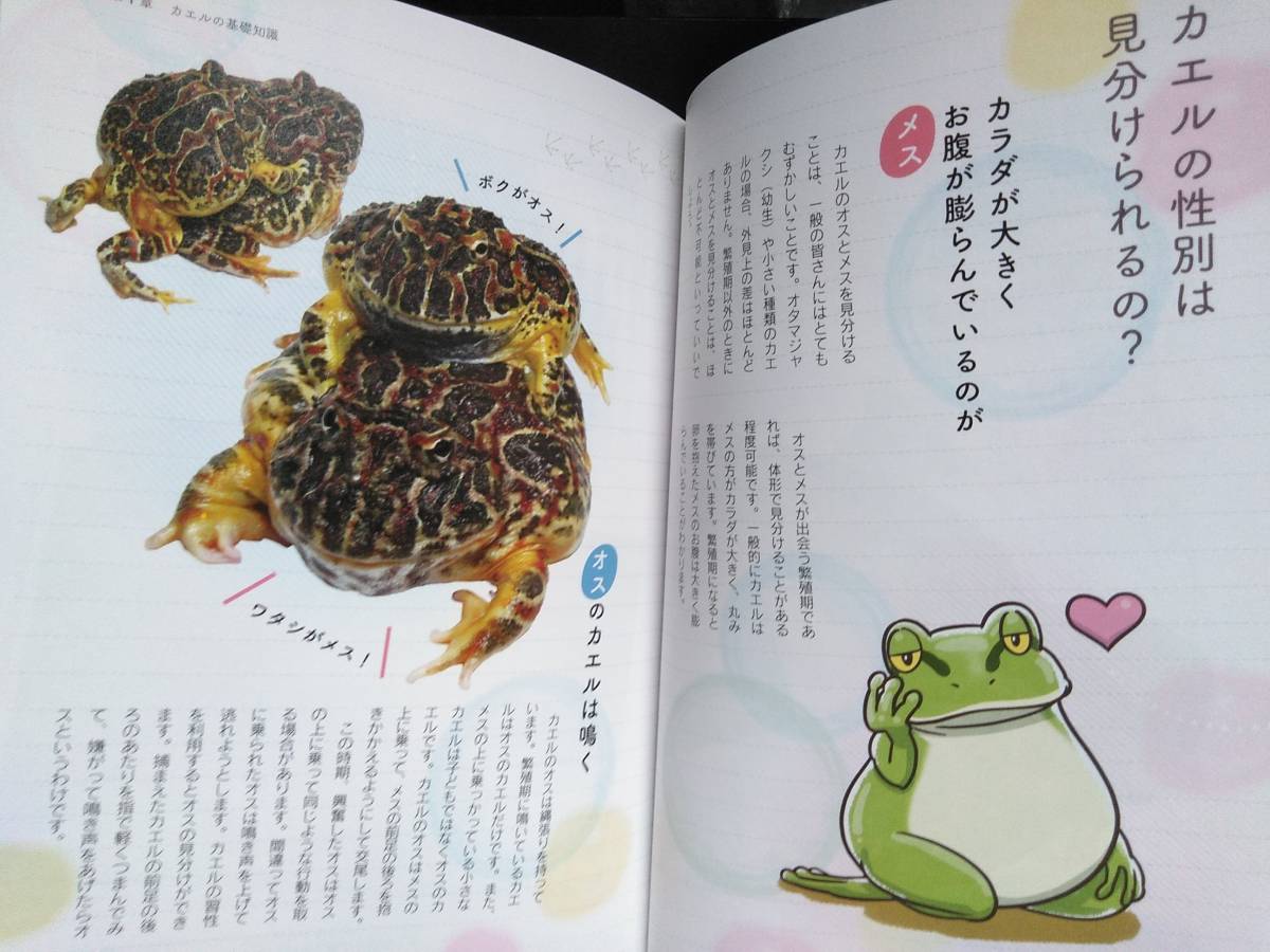 初めて も大丈夫 ベルツノガエルの飼い方 育て方 白輪剛史 基礎知識 飼育準備 実践 繁殖 ショップ 初版 帯付き 爬虫類 両生類 売買されたオークション情報 Yahooの商品情報をアーカイブ公開 オークファン Aucfan Com 初めて も大丈夫 ベルツノガエルの飼い方 育て方 白輪剛史 基礎知識 飼育準備 実践 繁殖 ショップ 初版 帯付き 爬虫類 両生類 売買されたオークション情報 Yahooの商品情報をアーカイブ公開 オークファン Aucfan Com