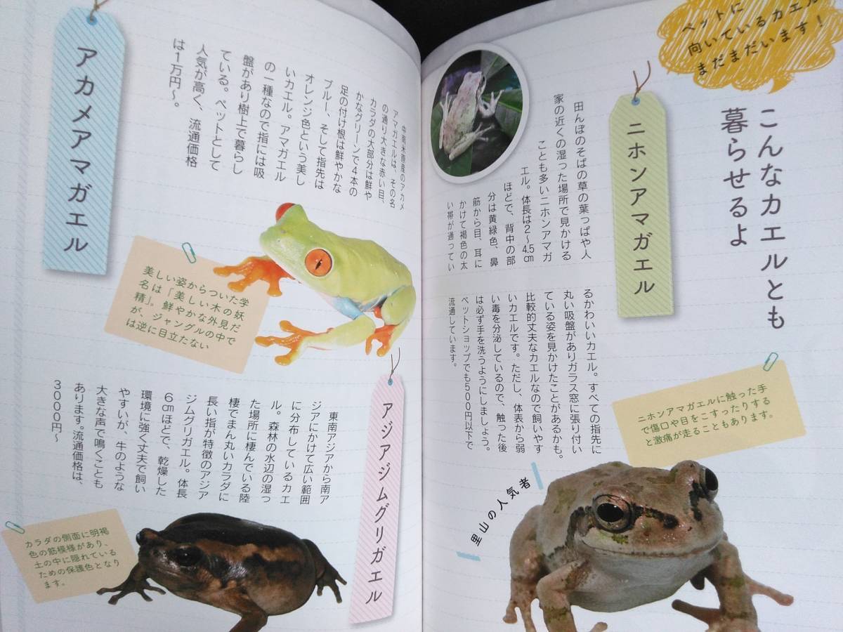 初めて も大丈夫 ベルツノガエルの飼い方 育て方 白輪剛史 基礎知識 飼育準備 実践 繁殖 ショップ 初版 帯付き 爬虫類 両生類 売買されたオークション情報 Yahooの商品情報をアーカイブ公開 オークファン Aucfan Com 初めて も大丈夫 ベルツノガエルの飼い方 育て方 白輪剛史 基礎知識 飼育準備 実践 繁殖 ショップ 初版 帯付き 爬虫類 両生類 売買されたオークション情報 Yahooの商品情報をアーカイブ公開 オークファン Aucfan Com