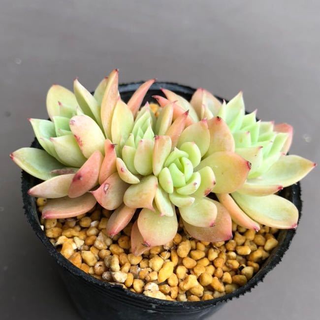 4頭あります の パンジー 抜き苗 エケベリア 多肉植物 鉢は6cm 紅葉してきました サボテン 売買されたオークション情報 Yahooの商品情報をアーカイブ公開 オークファン Aucfan Com