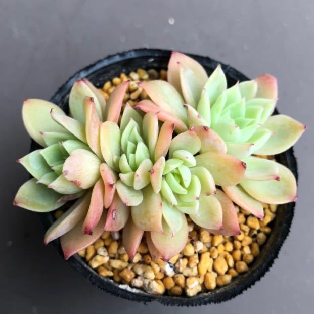 4頭あります の パンジー 抜き苗 エケベリア 多肉植物 鉢は6cm 紅葉してきました サボテン 売買されたオークション情報 Yahooの商品情報をアーカイブ公開 オークファン Aucfan Com