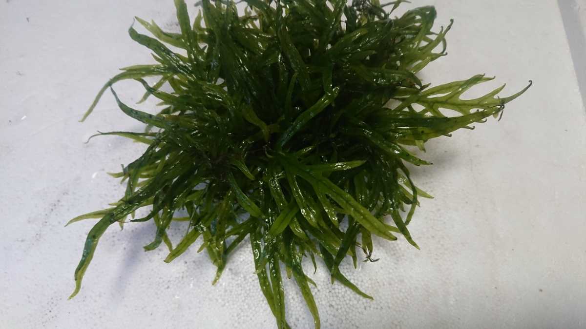 ミクロソリウムトライデント1株（大）