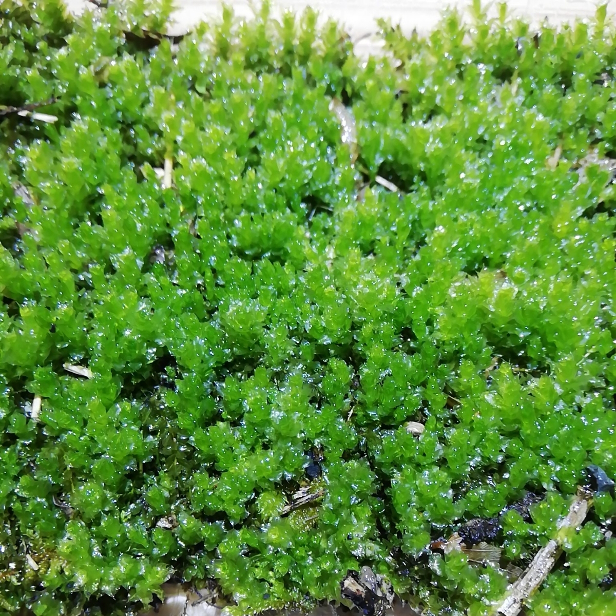 ツルチョウチンゴケ 小壺苔１パック アクアリウム ボトルテラリウム 苔リウム 水辺の苔 苔テラリウム その他 売買されたオークション情報 Yahooの商品情報をアーカイブ公開 オークファン Aucfan Com