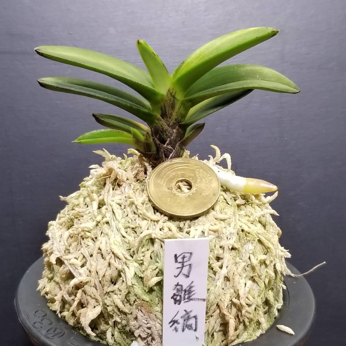 I.S.園芸・富貴蘭【男雛・縞】