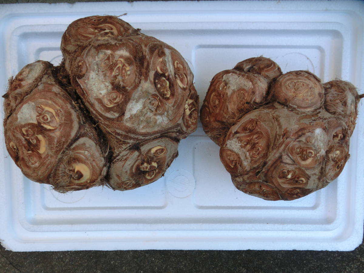 自家製 八頭芋 洗ってあるヤツガシラ 無農薬栽培 約2 5kg その他 売買されたオークション情報 Yahooの商品情報をアーカイブ公開 オークファン Aucfan Com