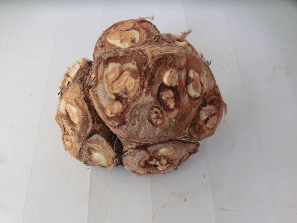 自家製 八頭芋 洗ってあるヤツガシラ 無農薬栽培 約2 5kg その他 売買されたオークション情報 Yahooの商品情報をアーカイブ公開 オークファン Aucfan Com