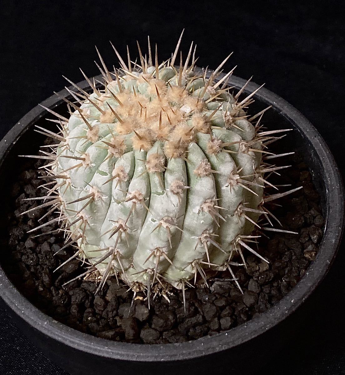 コピアポア 現地球 コピアポア コルムナアルバ 孤竜丸 カキコ 自根