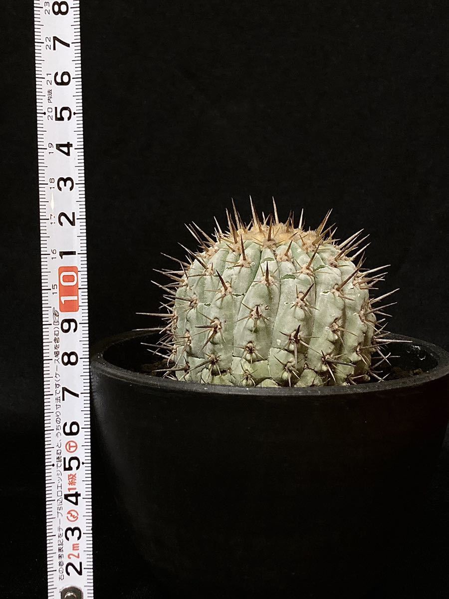 現地球 コピアポア コルムナアルバ 孤竜丸 カキコ 自根 Copiapoa