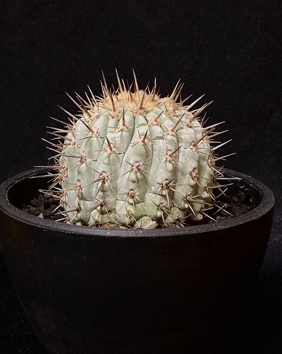 現地球 コピアポア コルムナアルバ 孤竜丸 カキコ 自根 Copiapoa