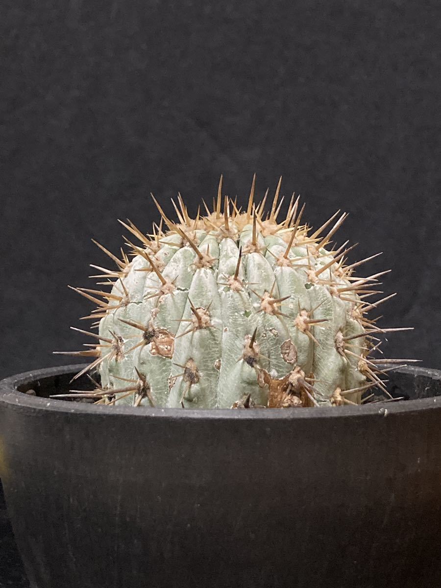 現地球 コピアポア コルムナアルバ 孤竜丸 カキコ 自根 Copiapoa