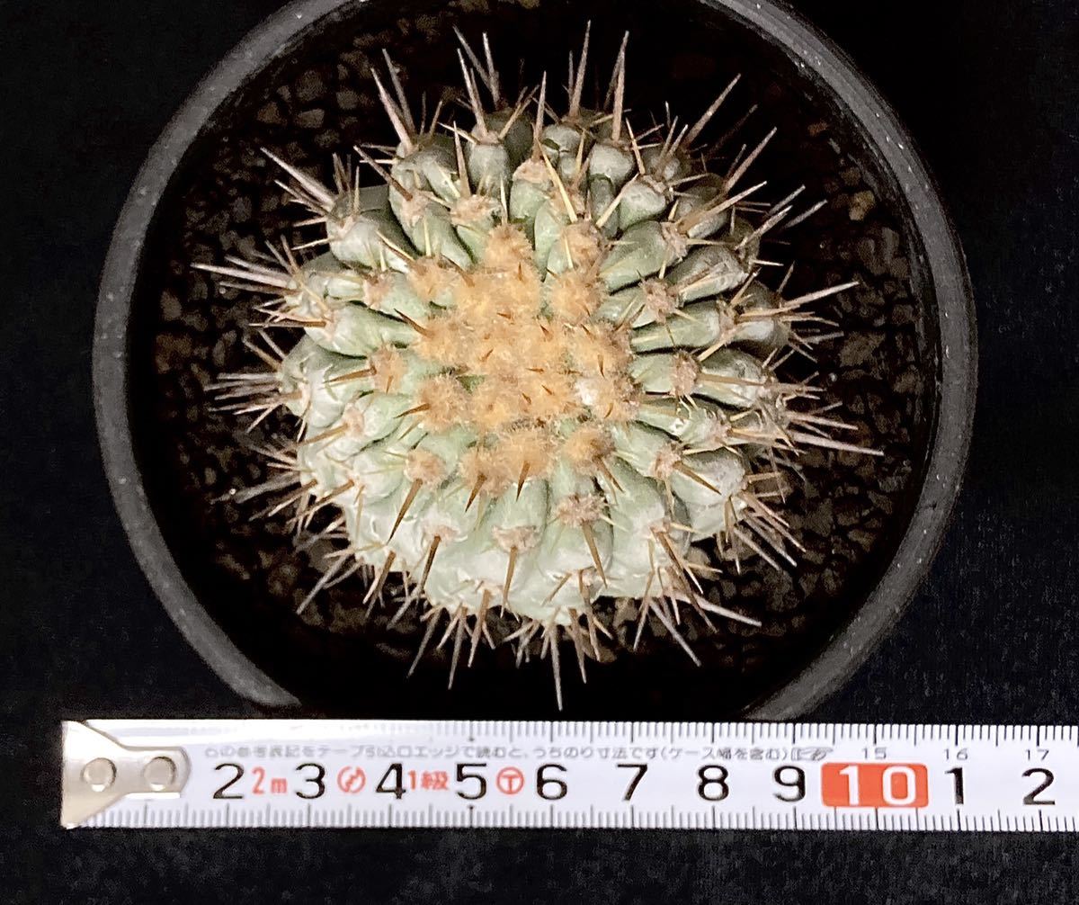 現地球 コピアポア コルムナアルバ 孤竜丸 カキコ 自根 Copiapoa