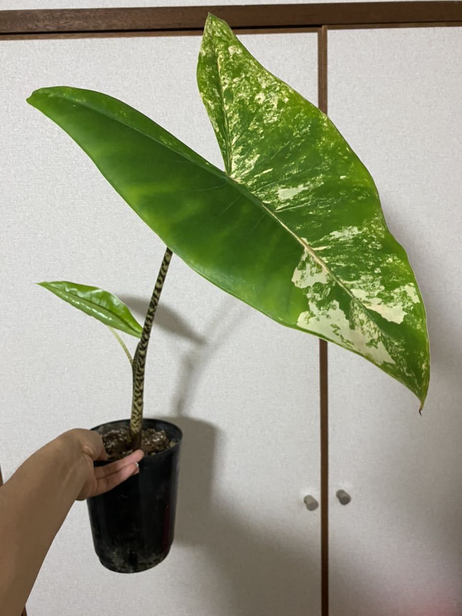 アロカシア ゼブリナの斑入り Alocasia zebrina Variegata 大サイズ
