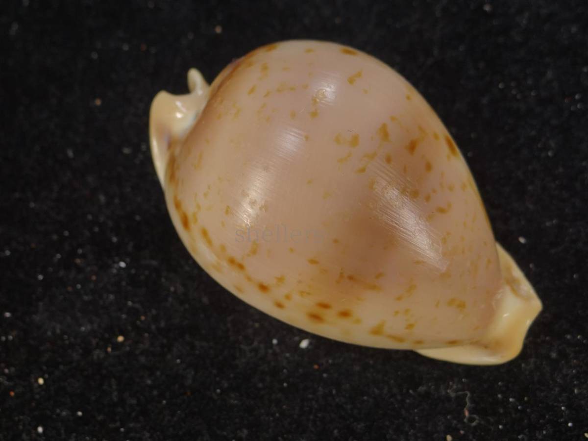 タカラ貝 タカラガイ コレクション 磯の宝石、生きたタカラガイを探したい