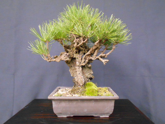 錦松（夢錦）】樹齢約75年 樹高33.0㎝（中品盆栽）d03-21-