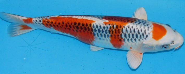 2026年最新Yahoo!オークション -錦鯉 黄金(ペット、生き物)の 錦屋養鯉