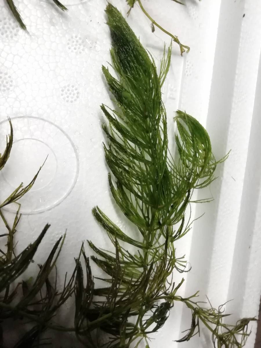 ミナミヌマエビ 40匹 5匹 コケ取り メダカ めだか 水草 生き餌 ビオトープ えび 天然 生き餌 売買されたオークション情報 Yahooの商品情報をアーカイブ公開 オークファン Aucfan Com