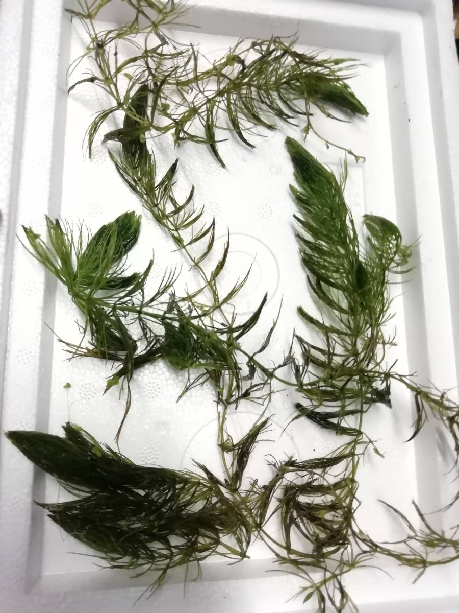 ミナミヌマエビ 40匹 5匹 コケ取り メダカ めだか 水草 生き餌 ビオトープ えび 天然 生き餌 売買されたオークション情報 Yahooの商品情報をアーカイブ公開 オークファン Aucfan Com