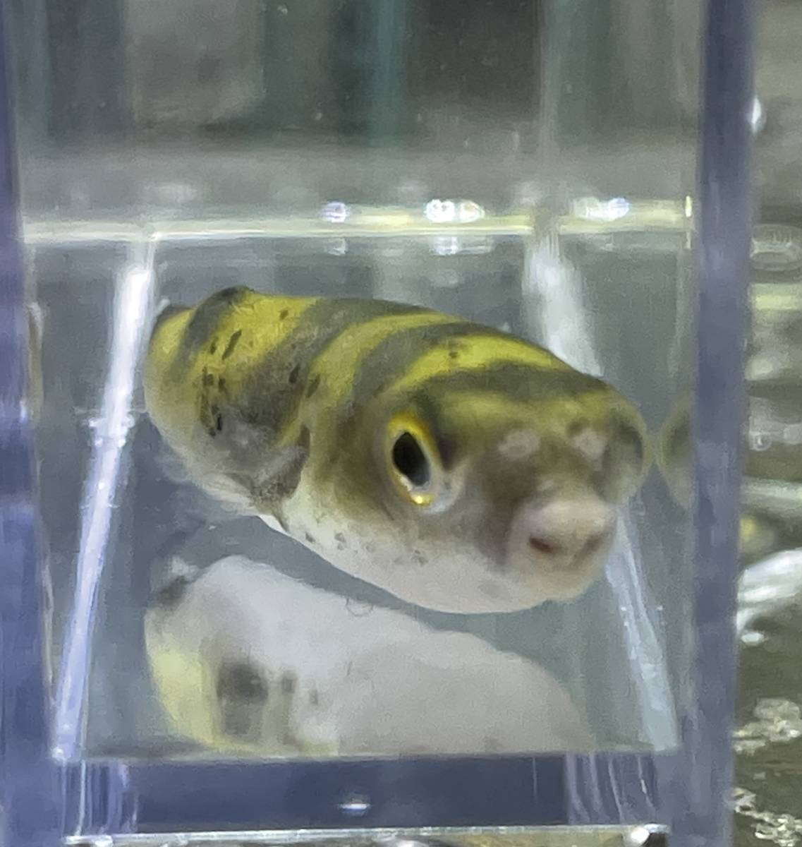 7月サービス価格 希少 良いサイズ 南米 淡水 ヒラメ 生体 終生純淡水飼育可 珍魚 観賞魚 熱帯魚 淡水魚 川魚 Www Vitaplus Com