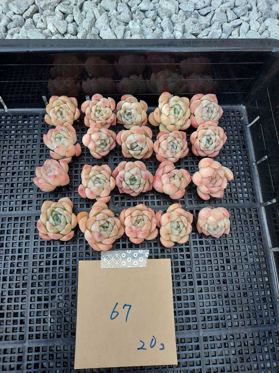 限定セール，爆買い 韓国多肉植物 韓国苗 エケベリア Echeveria 14-67 スプリングレイン 20個 岡山在庫 1/11岡山発送(サボテン)｜売買されたオークション情報、yahooの商品情報をアーカイブ公開 - オークファン サボテン