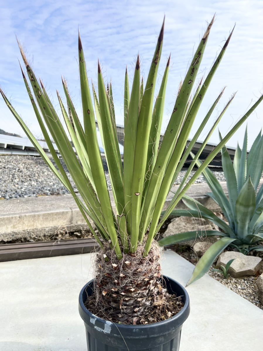 ユッカ・ファクソニアーナ yucca faxoniana