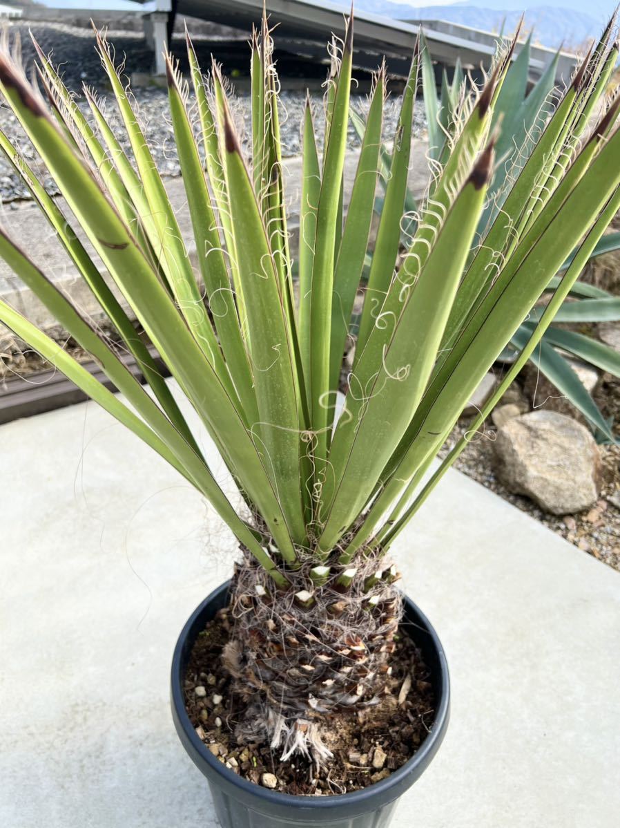 ユッカ・ファクソニアーナ yucca faxoniana