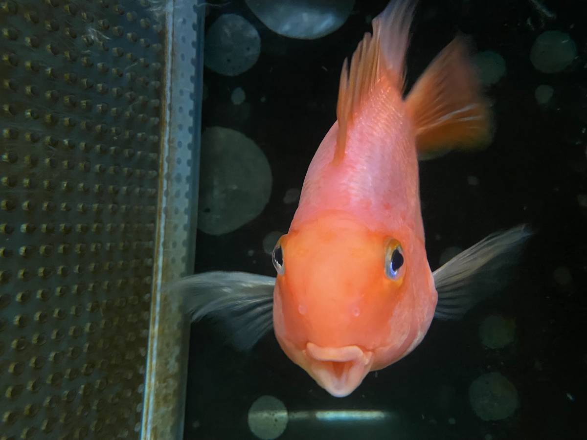 1月中の引き取り限定 ダトニオプラスワン 2匹 19cm前後 17cm前後 パロットファイヤー 17cm前後 淡水魚 売買されたオークション情報 Yahooの商品情報をアーカイブ公開 オークファン Aucfan Com