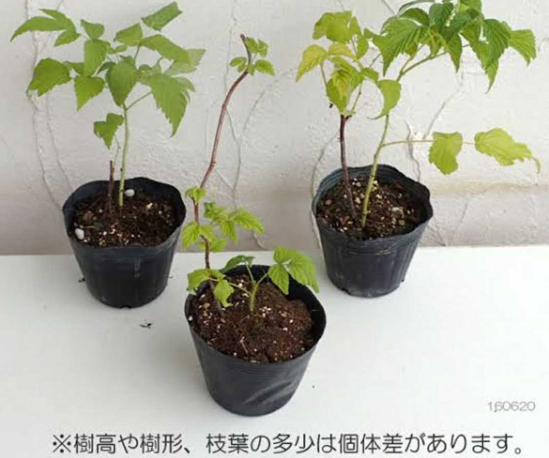 ラズベリー トゥラミーン 希少 苗 二株セット！ ラズベリー苗 Tulameen