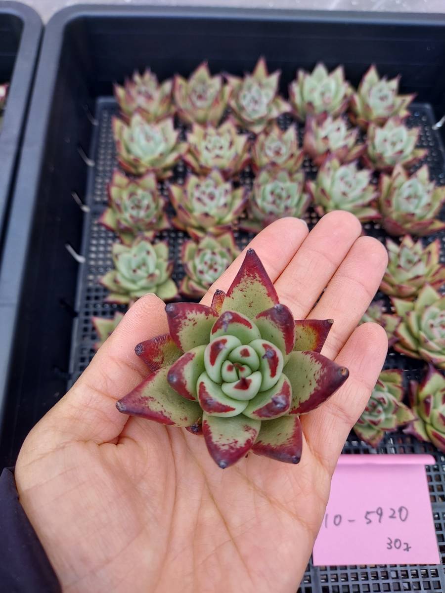 4韓国苗 雑交新種 多肉植物寄せ植えセットカット苗詰め合わせ 100苗