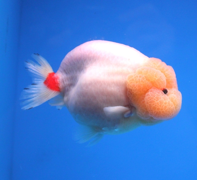 蘭DeBoo * ７４ー当歳魚 会魚 |