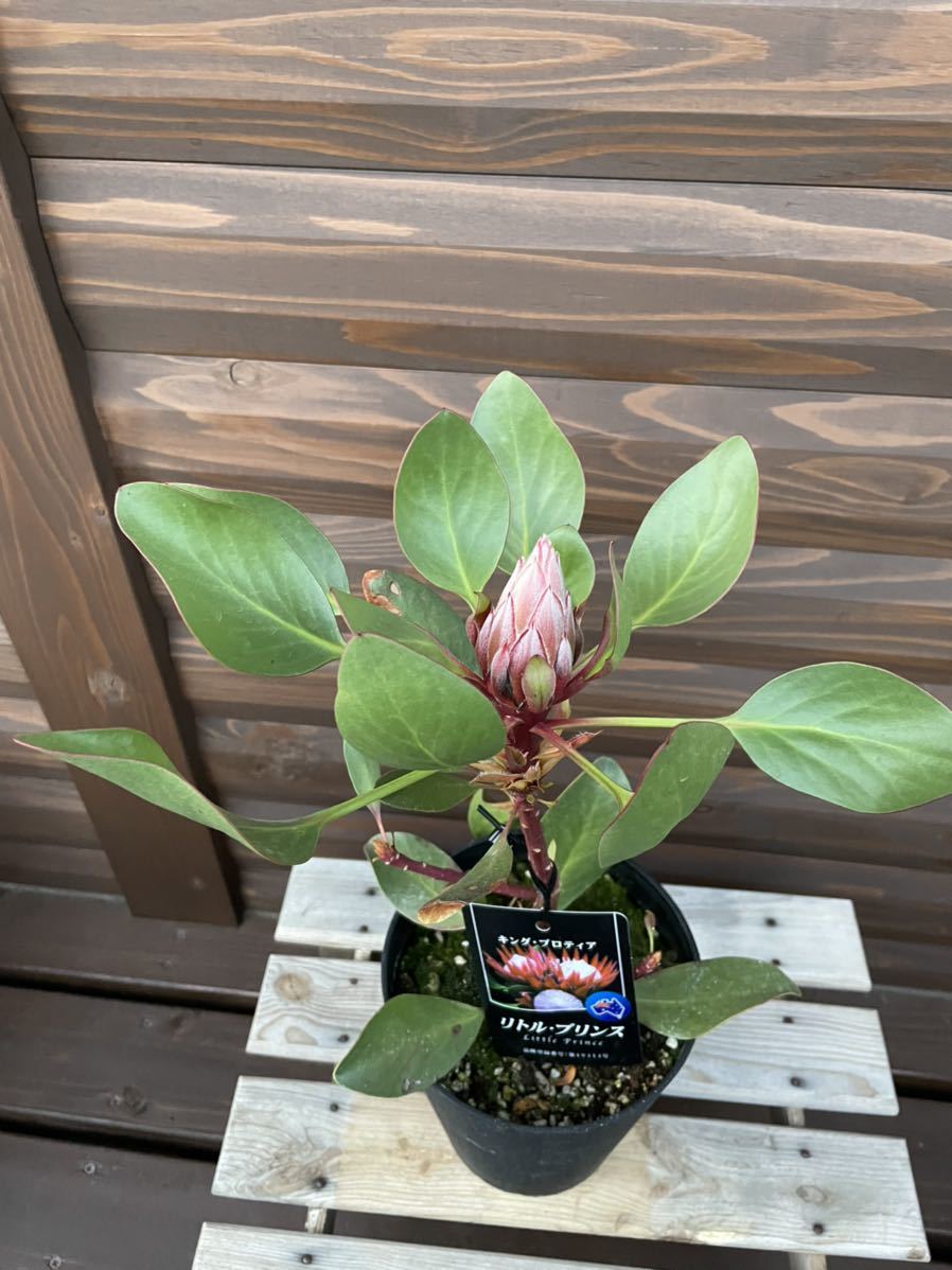 プロテア リトルプリンス 7号サイズ キングプロテア バンクシア 写真現品 切り花にも 蕾3個付き 春夏新作 キングプロテア