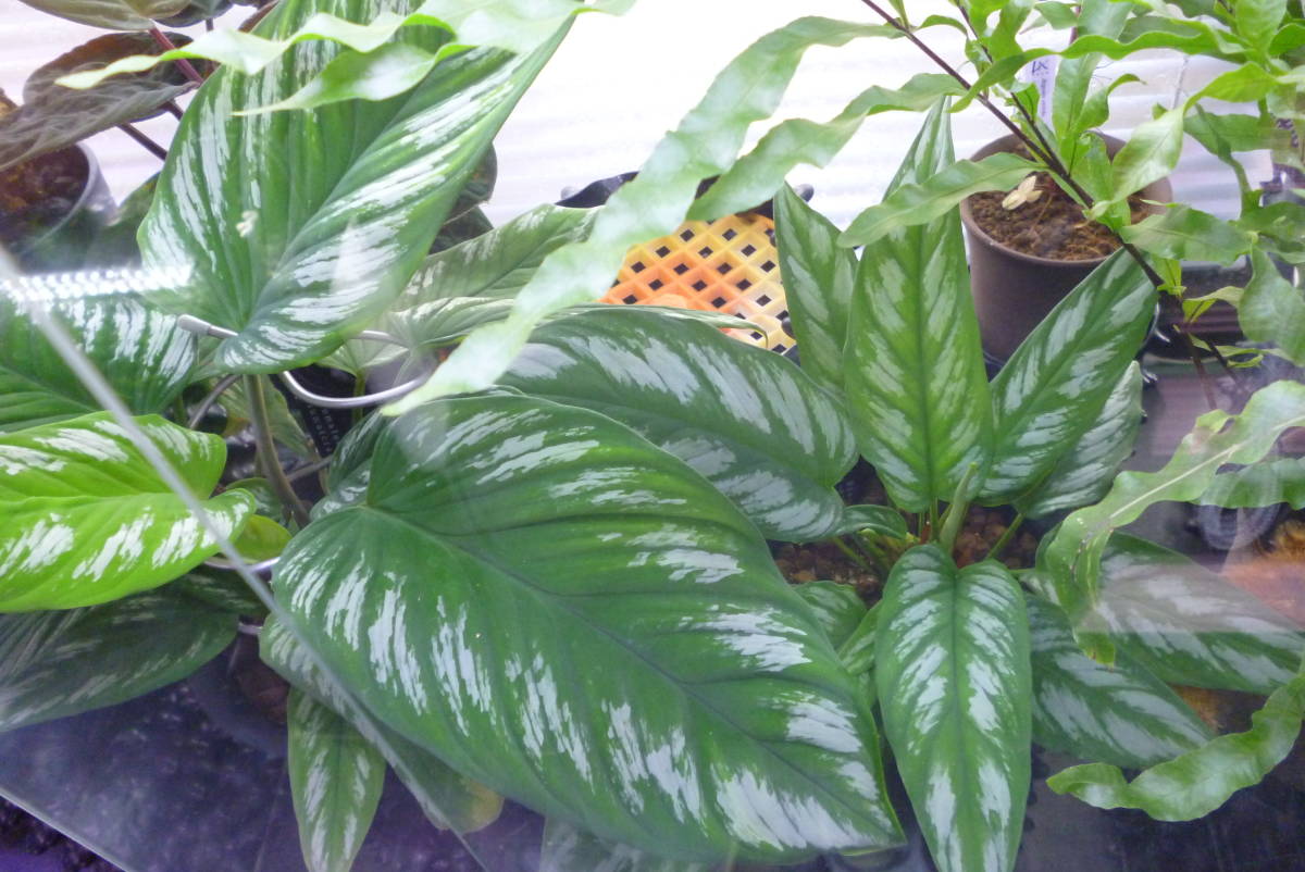 Homalomena sumatera sp. Riau ホマロメナ Plant F1 Rec129 LA Euclase
