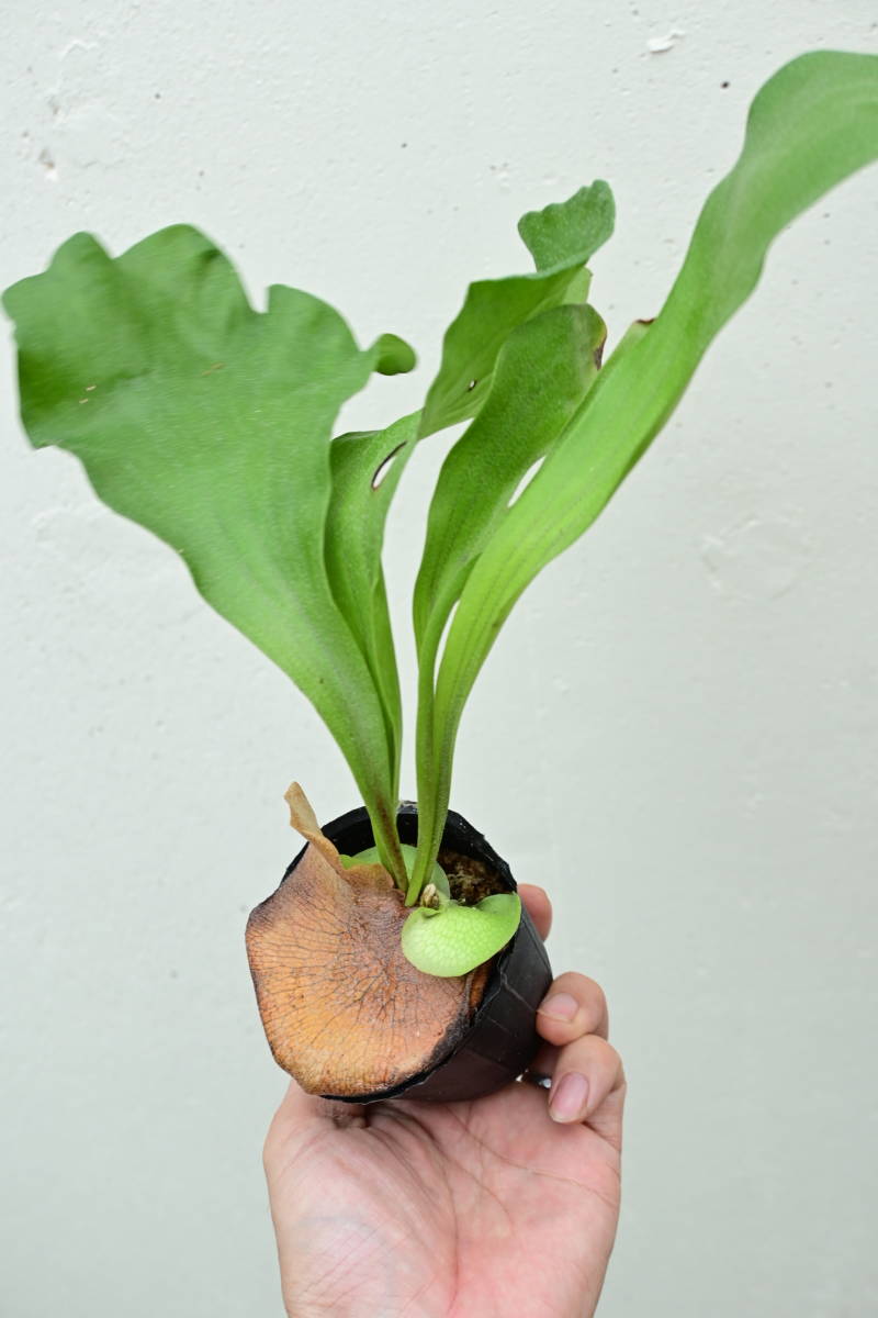 P.hillii cv.Dragon⑨　@bikamori.com ドラゴン　ビカクシダ