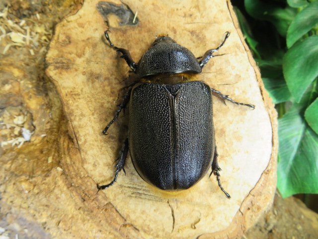 メス単品 No2 サタンオオカブト 59ミリ カブトムシ販売アリスト 1円 外国産 売買されたオークション情報 Yahooの商品情報をアーカイブ公開 オークファン Aucfan Com