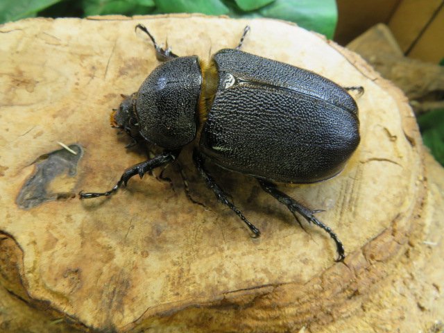 メス単品 No2 サタンオオカブト 59ミリ カブトムシ販売アリスト 1円 外国産 売買されたオークション情報 Yahooの商品情報をアーカイブ公開 オークファン Aucfan Com